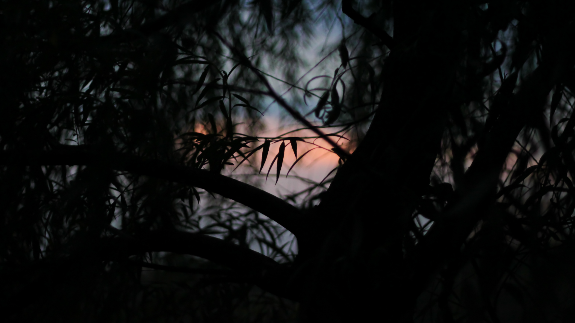 закат, дерево, листья