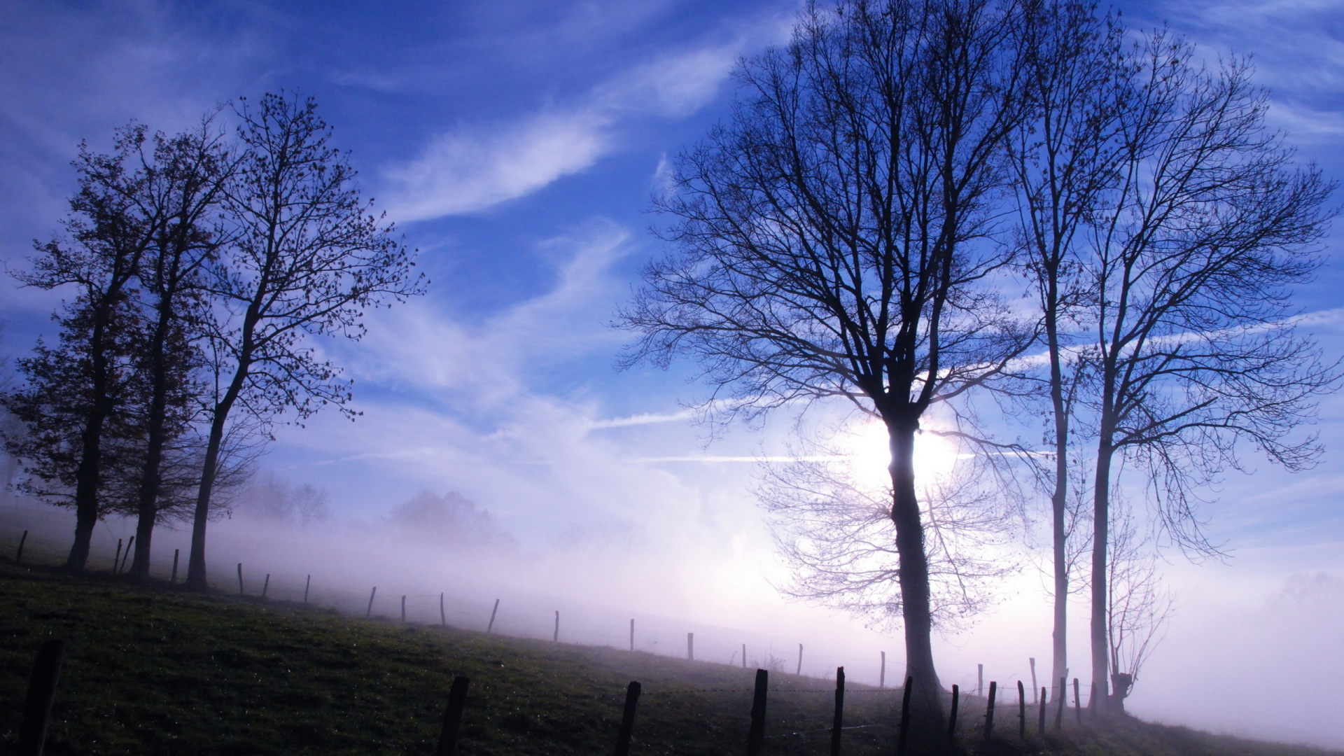 туман, деревья, утро
