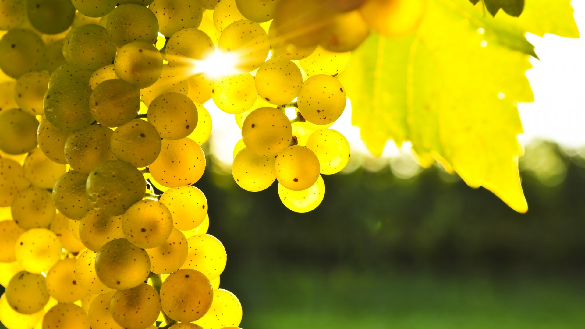 виноград, лучи, солнце, желтый