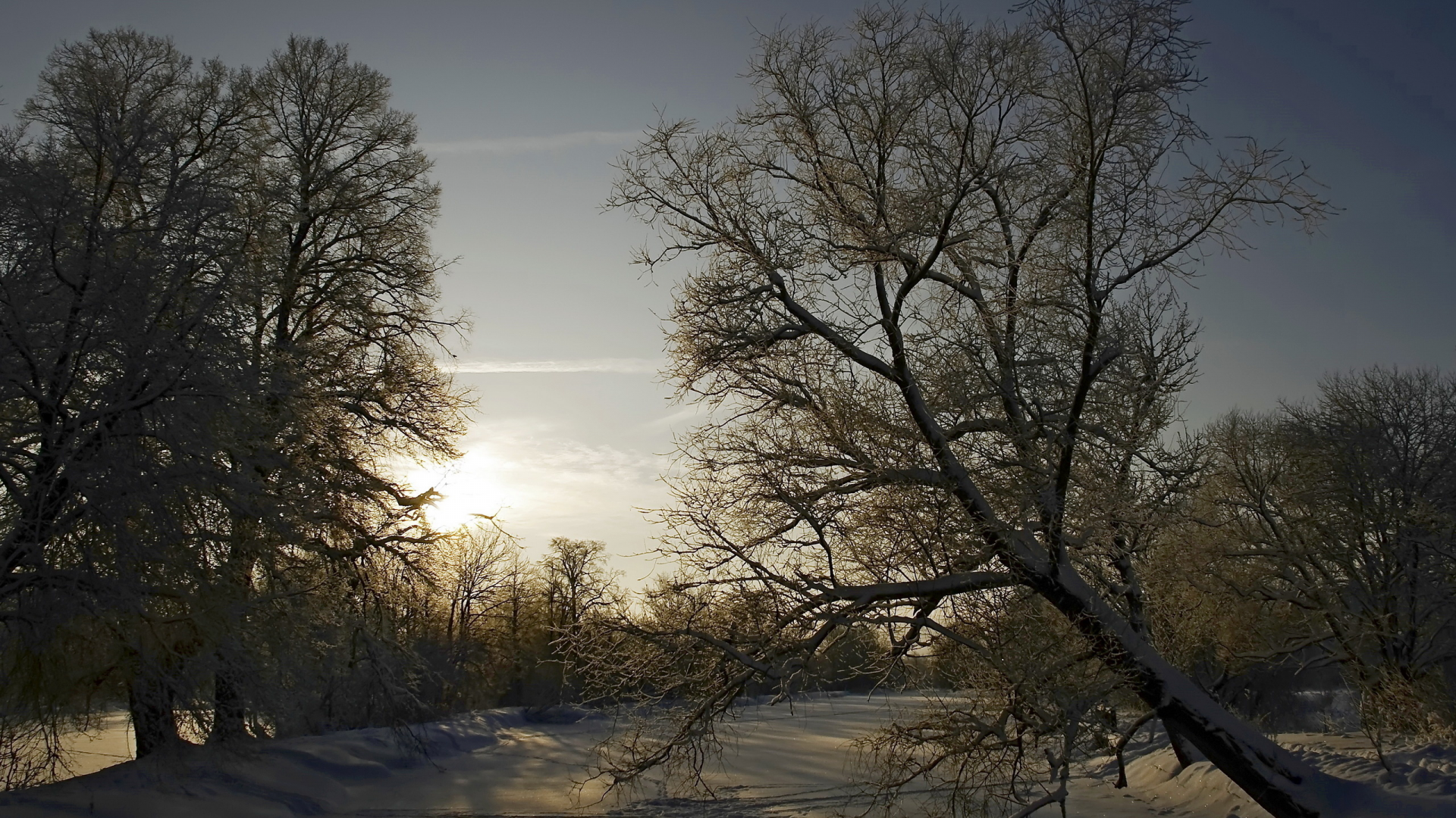 природа, дерево, пейзаж, зима