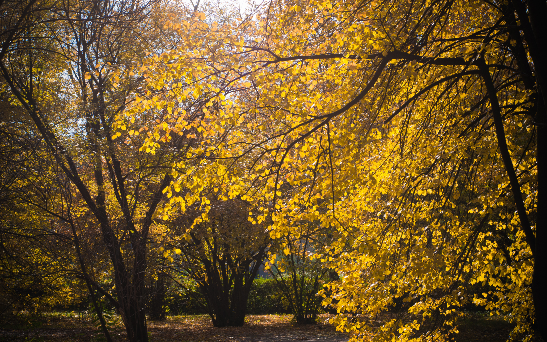 осень, природа, дерево, листья, солнце, желтый