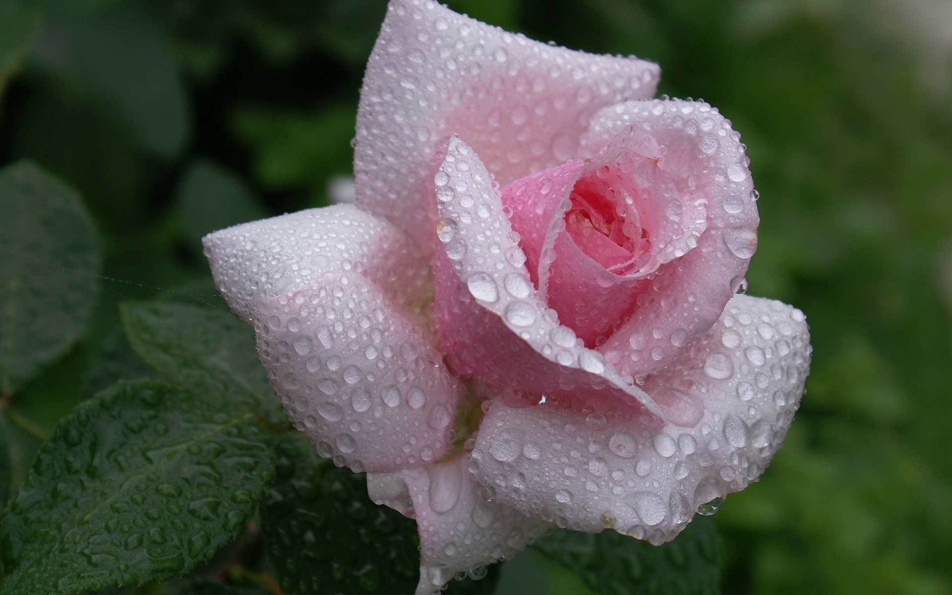 красота, нежность, розовая, роза, flower, бутон, dew, waterdrops, капли, rose, цветок, лепестки, beautiful nature wallpapers, pink, роса