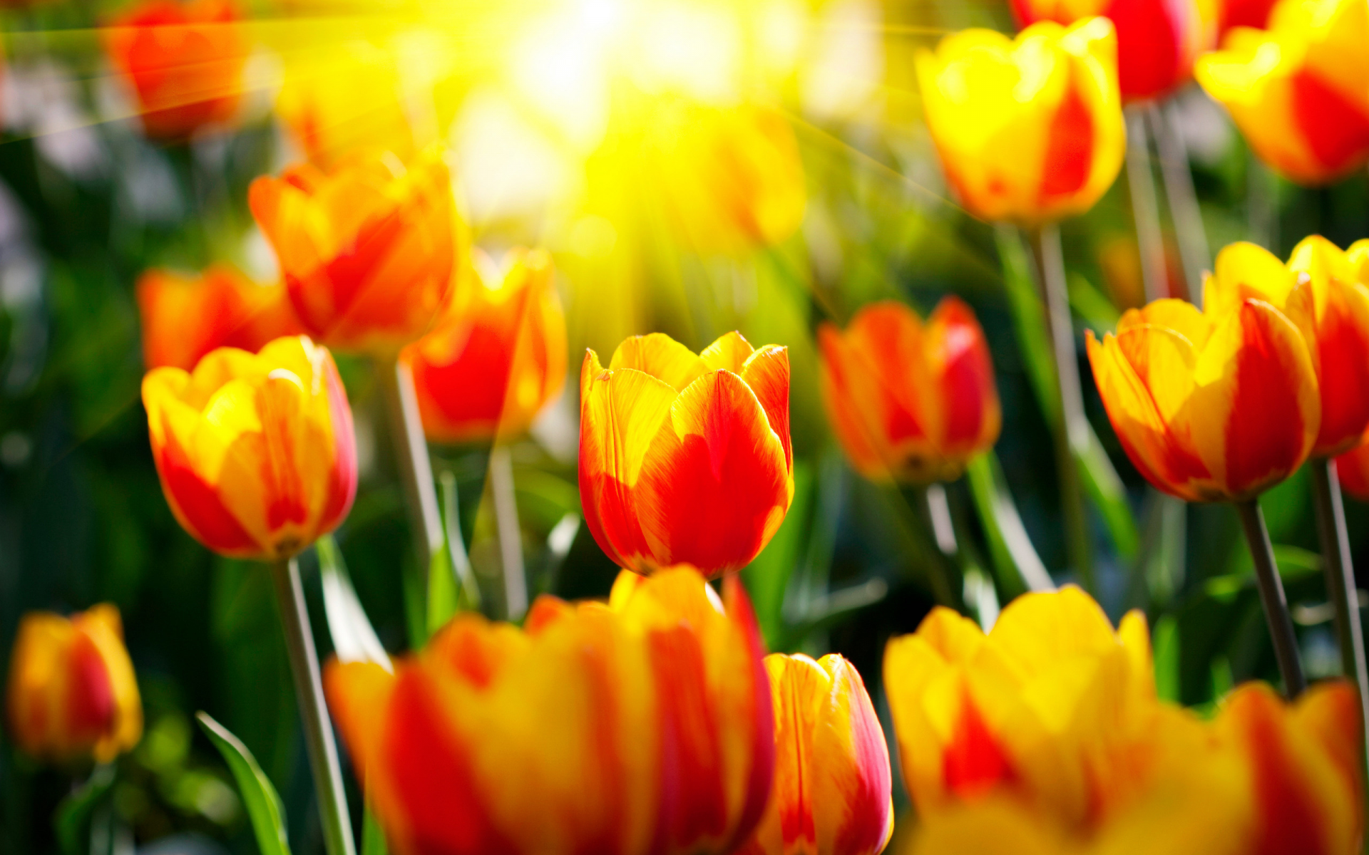 весенние обои, сад, красивые обои для рабочего стола, фото, светл, парки, солнце, цветы, весна, природа, лучи, тюльпаны