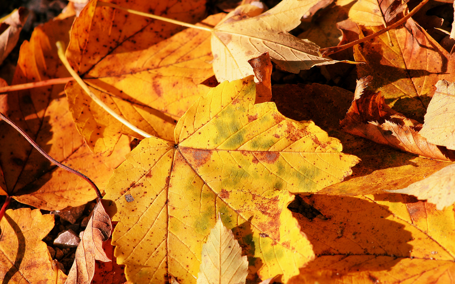 обои, осень, лист, макро фото, природа