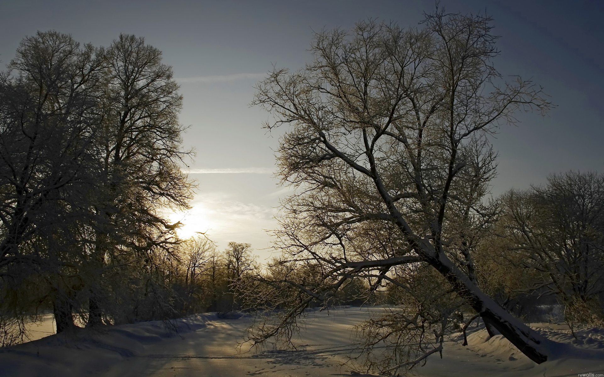 природа, дерево, пейзаж, зима