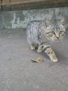 кот, тигр, нападение, крадущийся