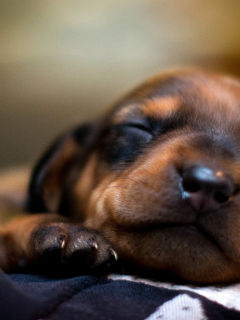 щенок, пес, сон, собака, спит, морда