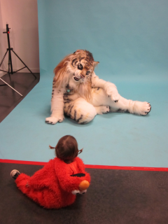 фотография, тигр, ребенок
