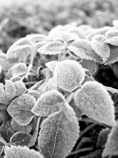 черно-белая, листья, иней, мороз