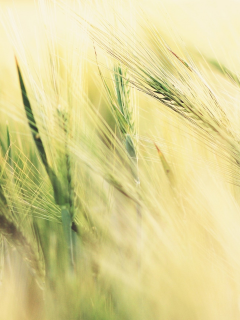 пшеница, колосья, поле