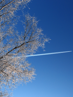 дерево, небо, самолёт, ветки
