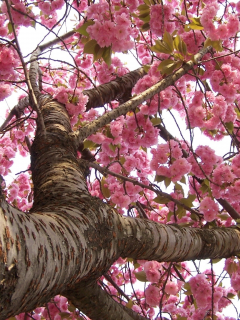 весна, сакура, цветение, япония