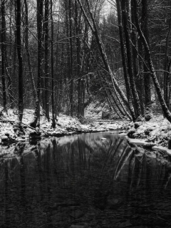 лес, зима, водоём, чёрно-бело