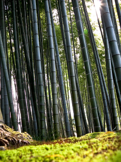 япония, киото, бамбук