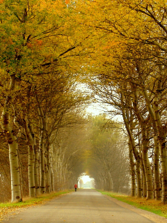 природа, осень, пейзаж, деревья, дорога