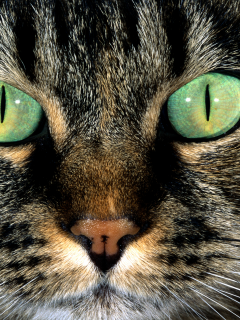 кошка, кот, усы, шерсть, пятно окрас, полосатый, нос, морда, глаза, зеленые