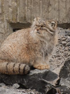 кот, манул, хищник