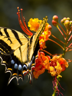 бабочка, цветок, природа