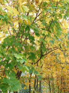 листья, тишина, осень