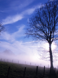 туман, деревья, утро