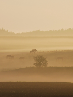 туман, поле, кони