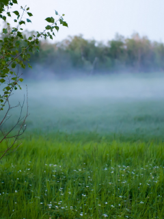 поле, туман, природа