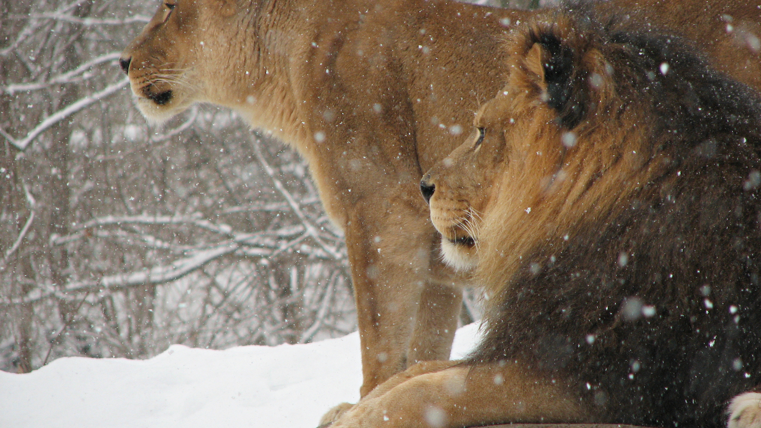 лев, животные, обои, зима, кошки, царь зверей, снег, львица