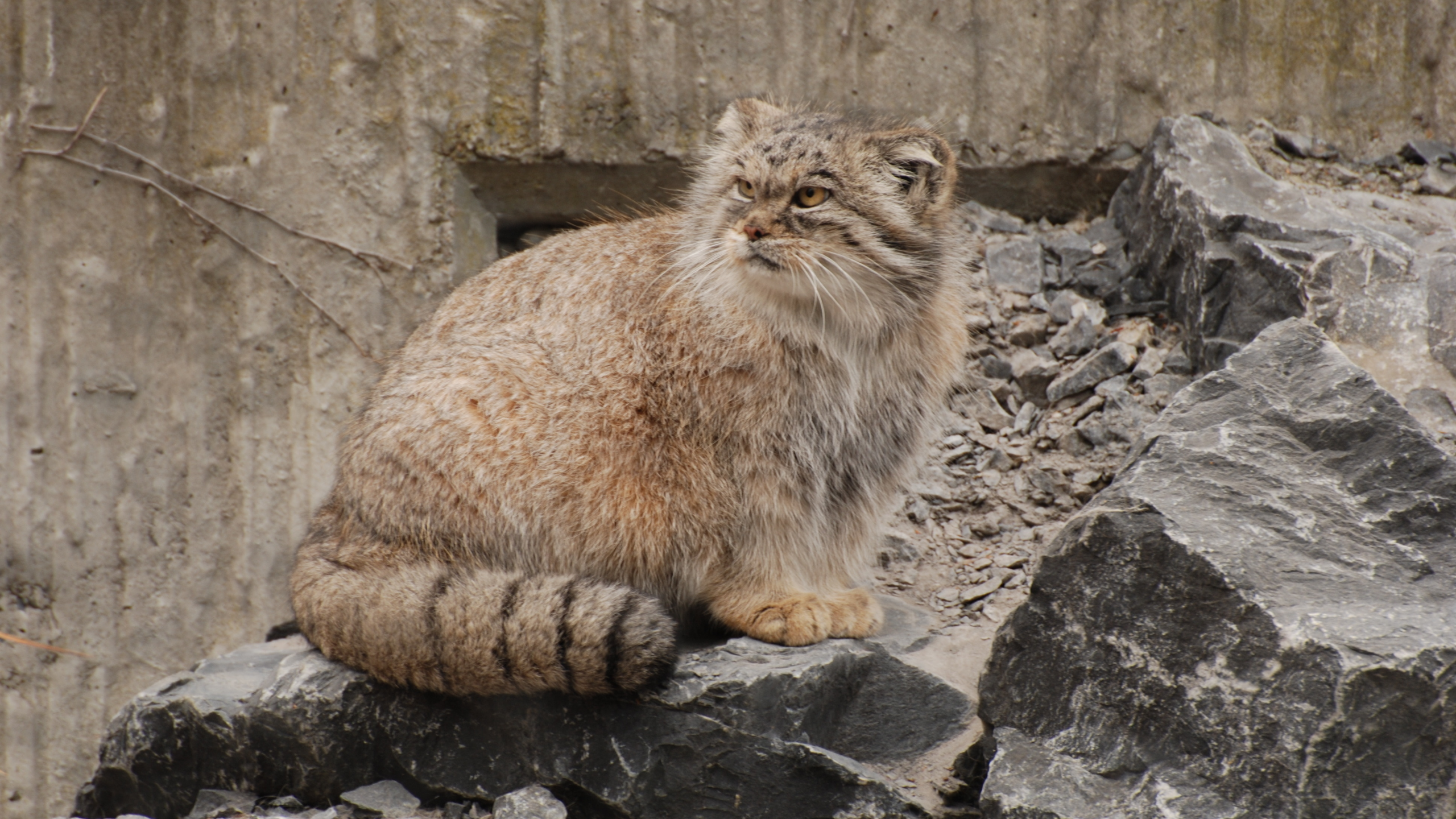 кот, манул, хищник