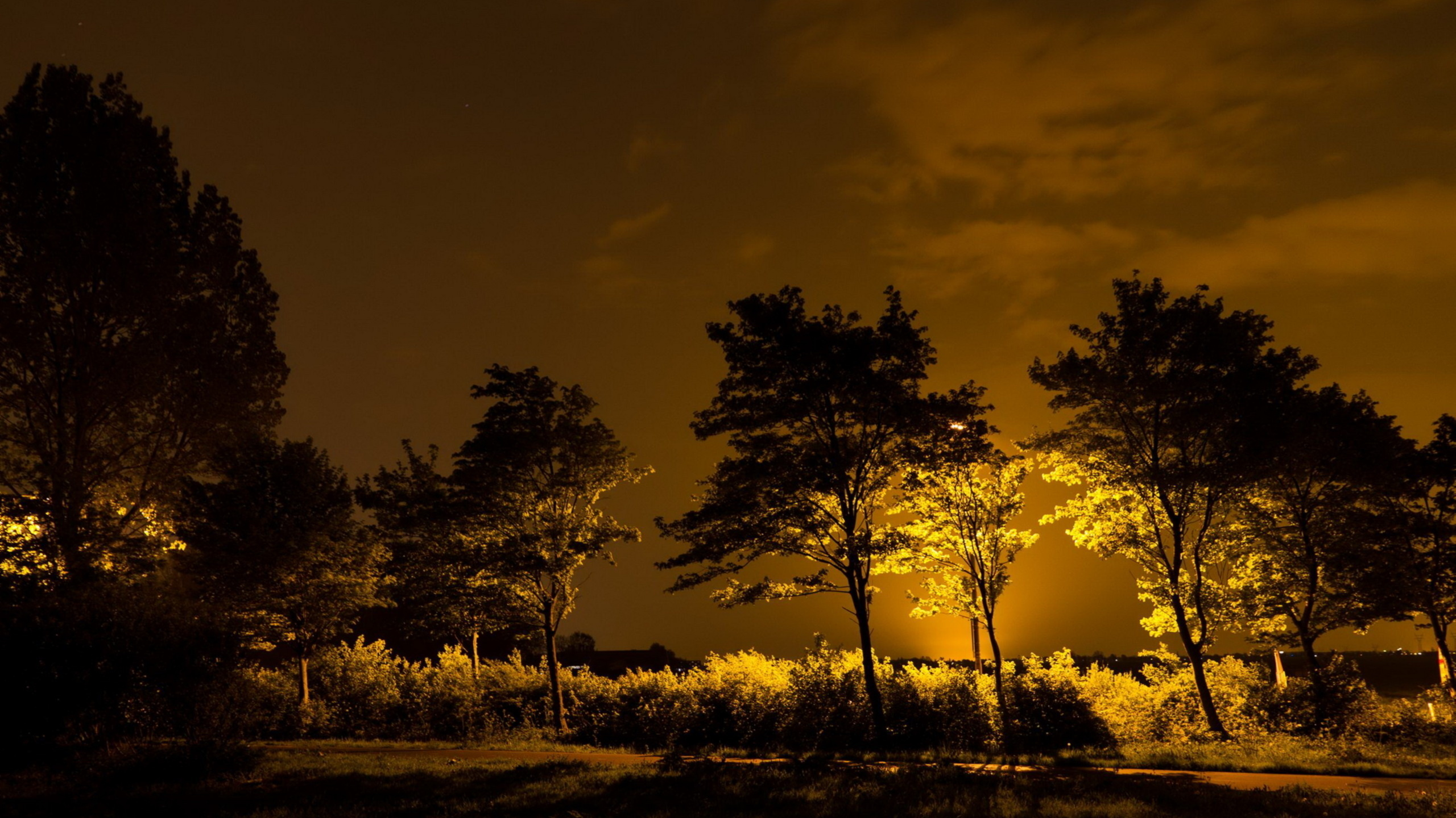 деревья, свет, ночь