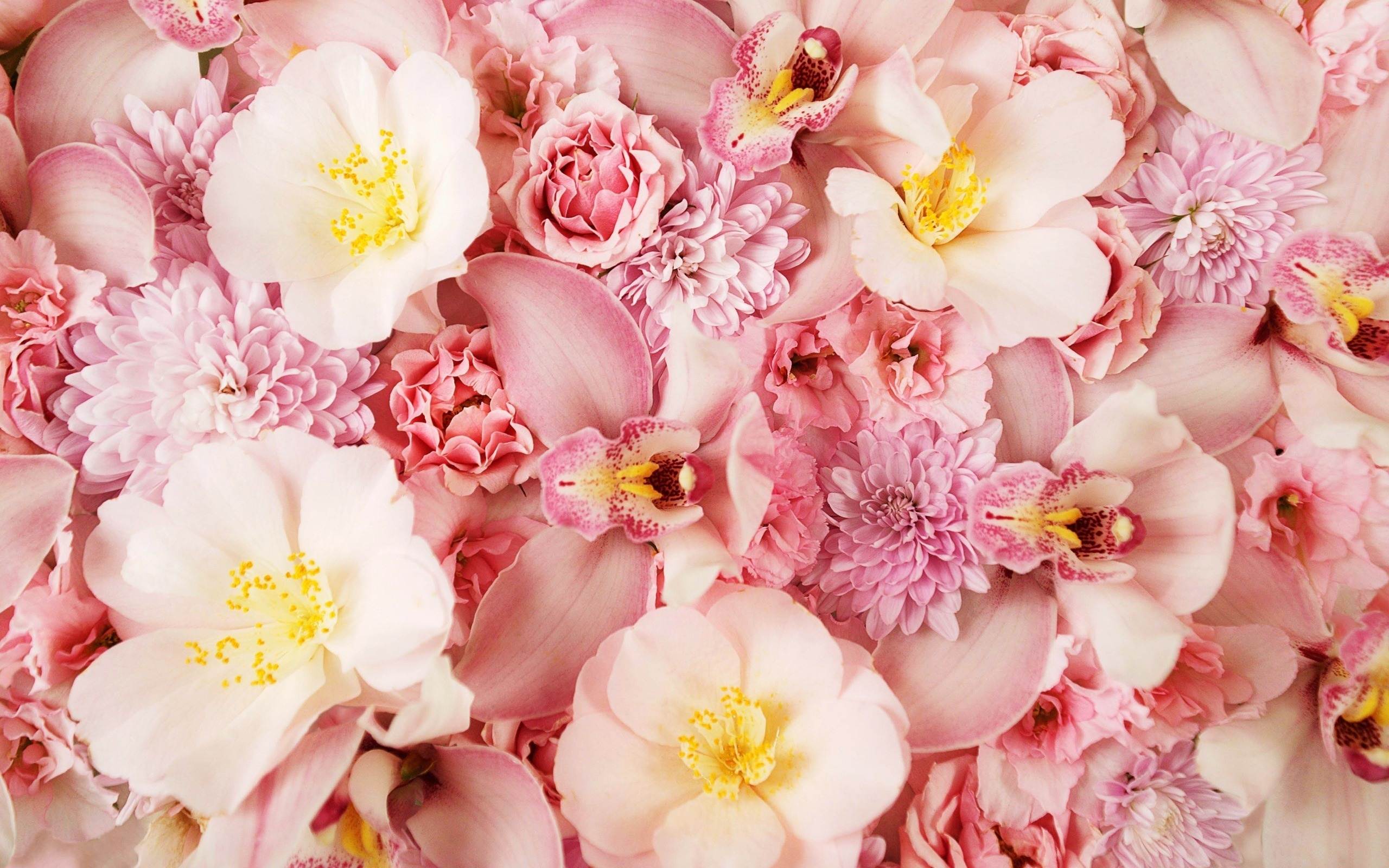 цветы, орхидея, розовый фон