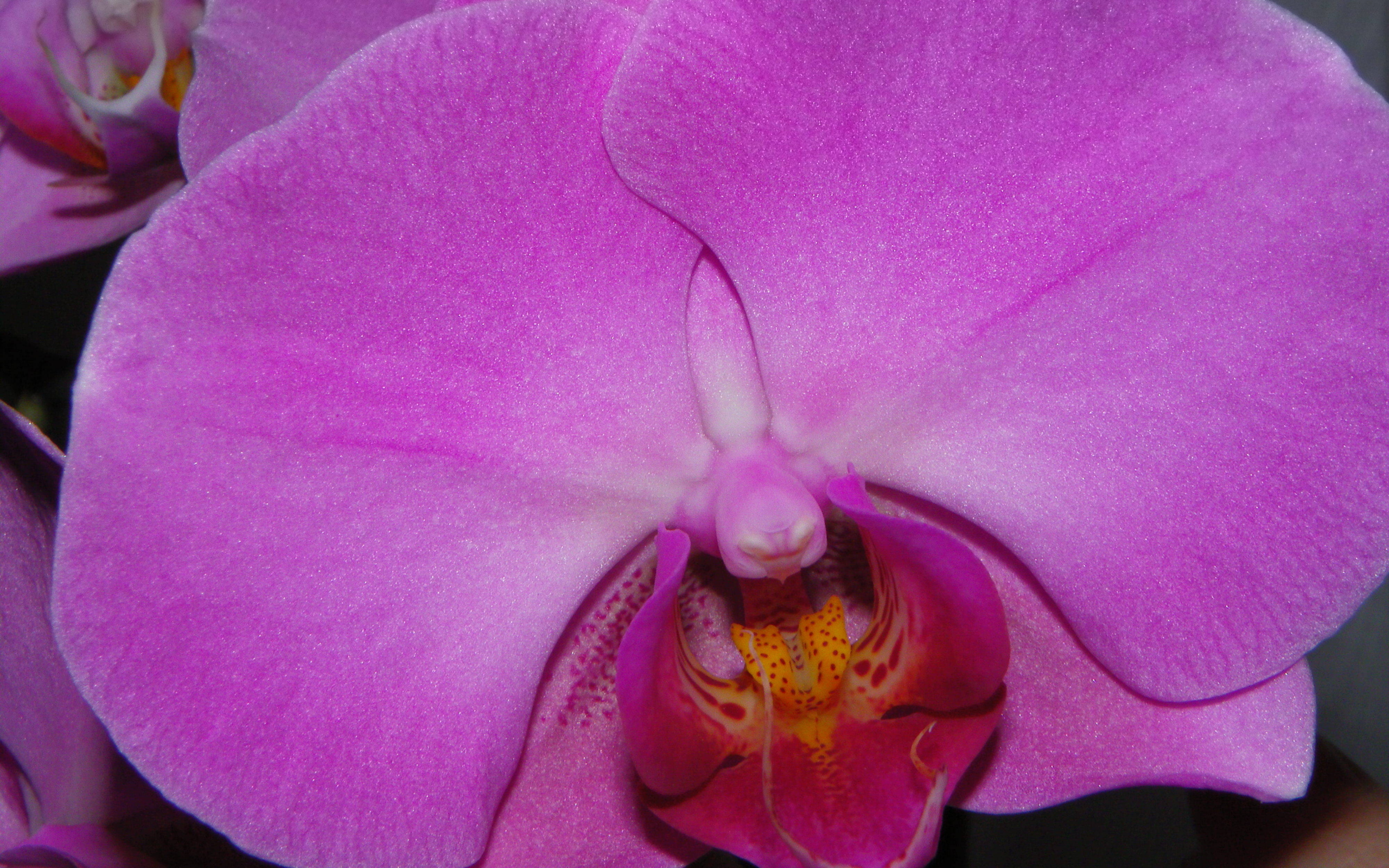 цветы, орхидея, фиолет