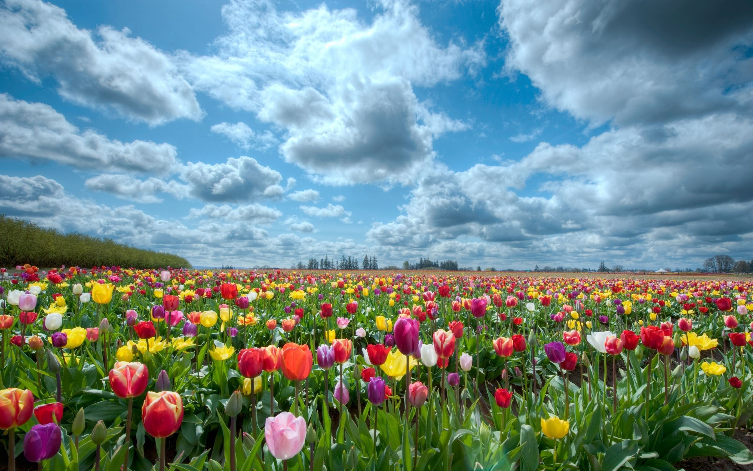 поле, тюльпаны, природа, небо