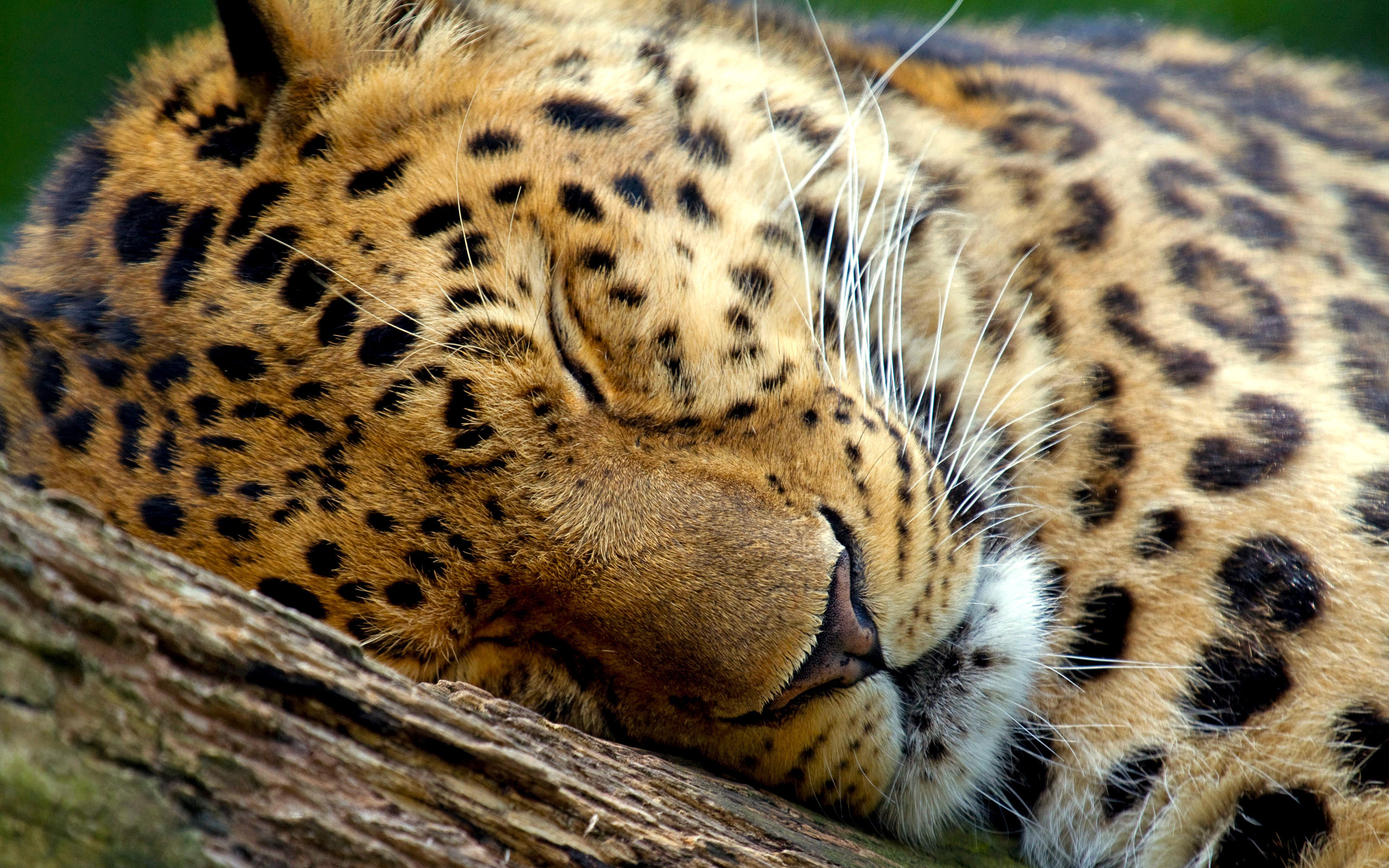 спит, дерево, леопард