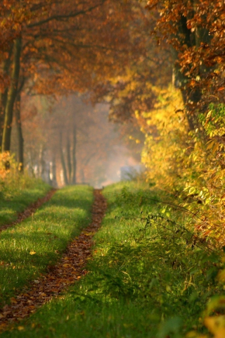лес, дорога, Осенний