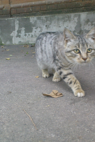 кот, тигр, нападение, крадущийся