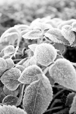 черно-белая, листья, иней, мороз