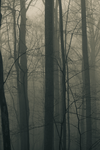 туман, деревья, лес