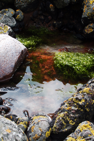 водоросли, скалы, отражения отражений, вода