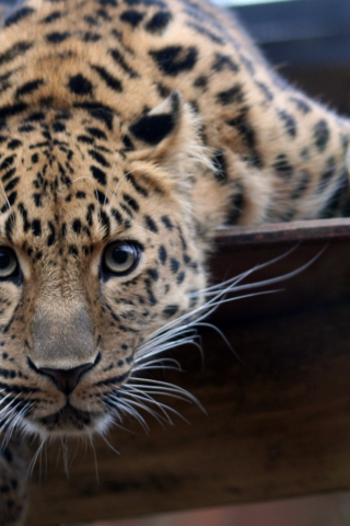 пристальный, взгляд, леопард