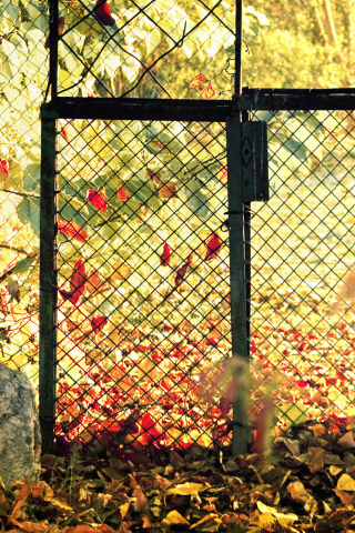 Осень, листья, забор, калитка