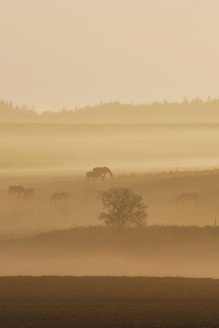 туман, поле, кони
