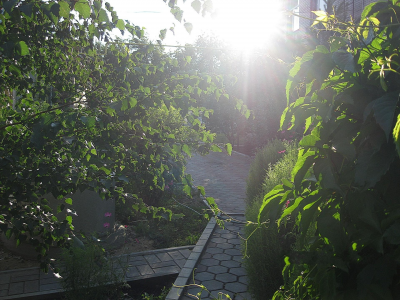 Закат, солнце, сад, листья, зелень