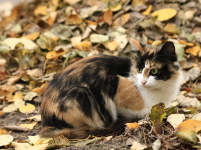 осень, кошка, листья, трехцветная