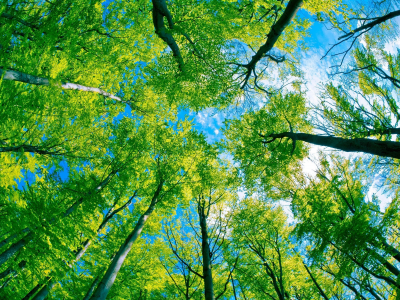 зелёное царство, лес, взгяд снизу, деревья, небо
