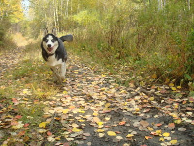 собака, листва, бег, осень