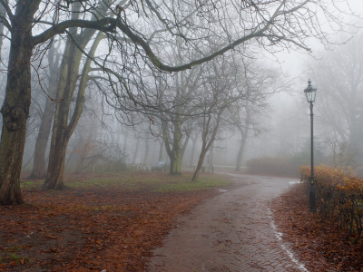 парк, туман, осень