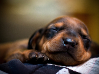 щенок, пес, сон, собака, спит, морда