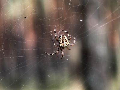 spider, паутина, паук