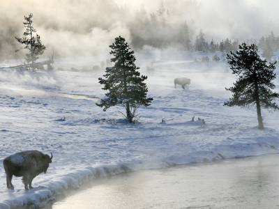 бизоны, туман, зима, природа