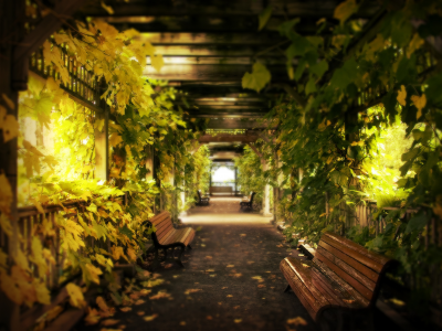 коридор, скамейки, листья, виноград